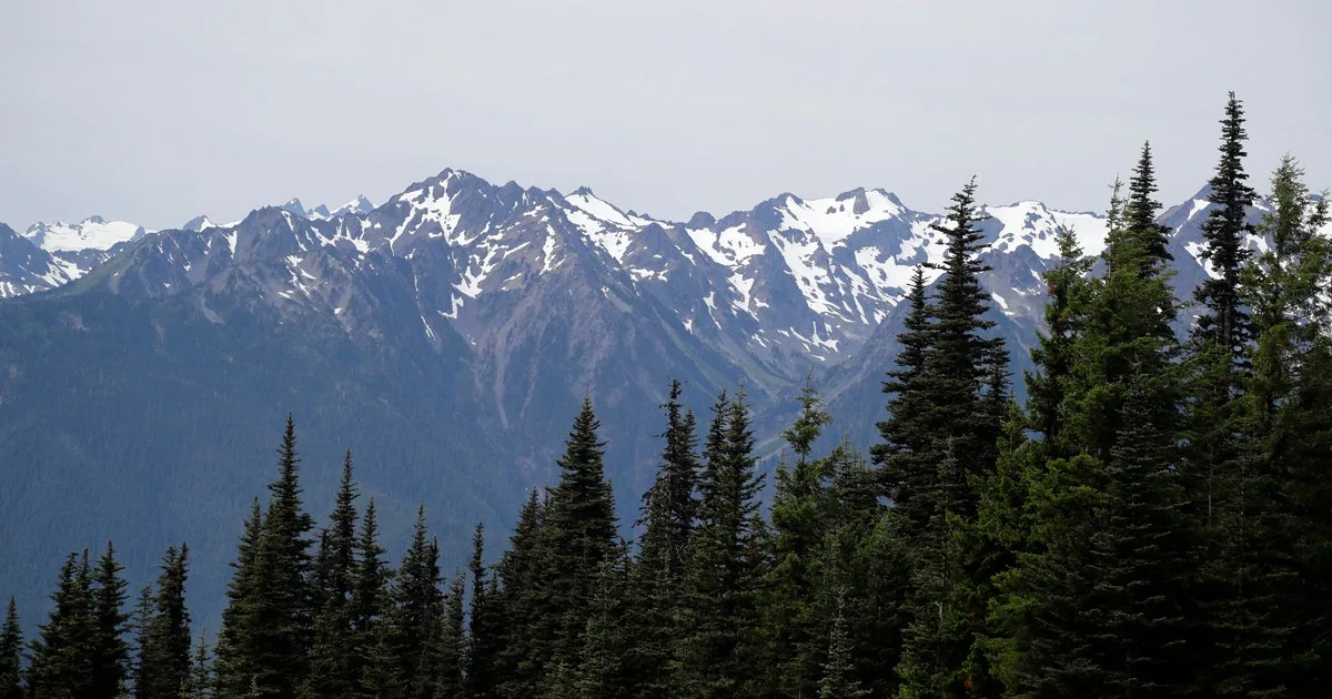 A remote wooded area in Olympic National Park where remains were found in 2000